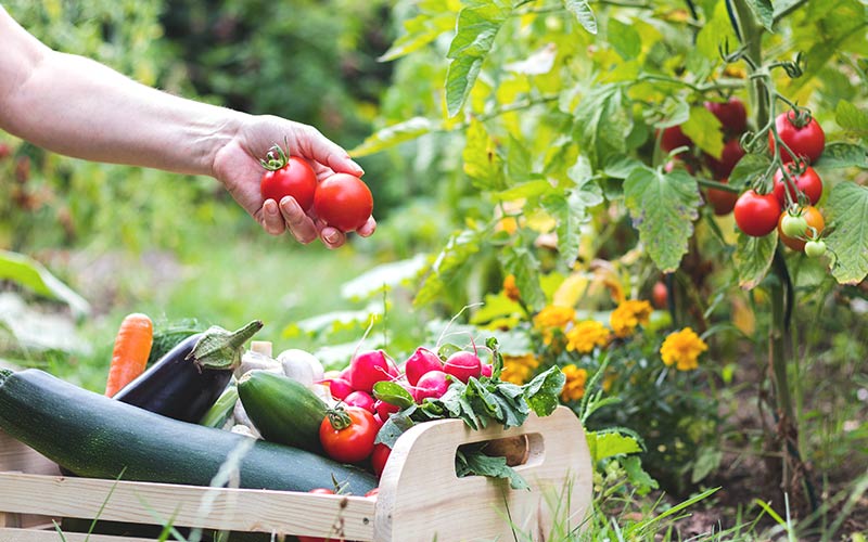 How To Start A Community Garden In Your HOA Community | HL