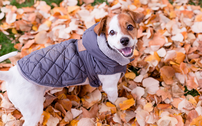 fall treats for pets